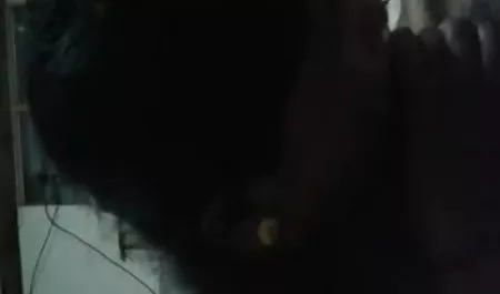 मैं अपने चेहरे पर एक चमड़े का पट्टा डाल दिया और एक कठिन 69 की हिंदी सेक्सी मूवी वीडियो में स्थिति में संभोग करने के लिए मेरी प्रेमिका लाया