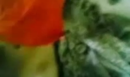 आकर्षक महिला, काले बाल वाली, मूठ मारना, सेक्सी फिल्म दिखाइए हिंदी में अकेले, खिलौने, लचीला, योनि